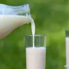 حليب بقر طازج وطبيعي شرط خالي من الإضافات .