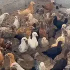 دجاج فيومي بلدي للبيع