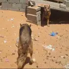 للبيع جيرمن شيبرد لونق هير