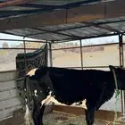 بقرة بكر للبيع