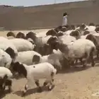 مراح غنم نعيم