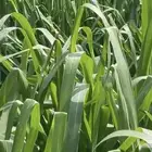 شتلات بونيكام كبير شاملة الشحن لجميع المدن