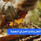 دراسة جدوى مشروع تربية النحل وانتاج العسل