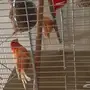 P كناري اوربي رد فاكتور 