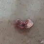 كناري انثى مع بيض مخصب