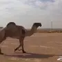 مزاد 24 ساعه على بعير أصفر طيب