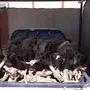 حطب سمر للبيع حطب الحره