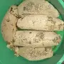 عشل بري مضمون بالذمه والامانه