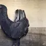 انث مالتيز 