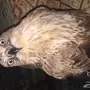 صقر للبيع