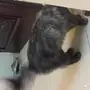 قطه للبيع 
