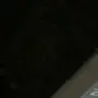 طيور كروان