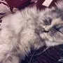 قطة للتزاوج.