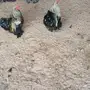 ديك براهما 