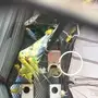 طيور حب نظيفه 