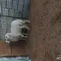 حري البيع 