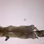 جلد ثعلب روسي كبير