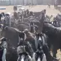 معزا عوارض للبيع