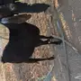 غنز مشروكه البيع 