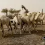 قعدان حشو 