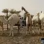 العدد 7 قعدان