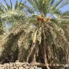 تمور العجوة الفاخرة من عالية المدينة المنورة