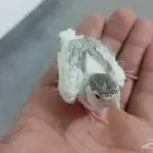 فرخ كناري للبيع ابو الفرخ وايت ستنايت