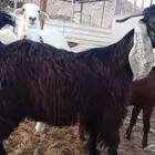 تيس عارضي