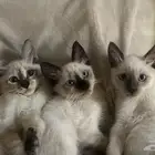 قطط للتبني