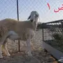 فحول حريات صنف للبيع