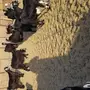 معزى عوارض مواليد ومضاريع ممتازة للقناية