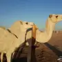 ناقه عشراء