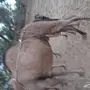 ناقة ساحلية