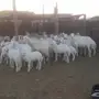 للبيع نعاج عددهن 24 يتبعها 24 