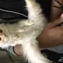 قط شيرازي 