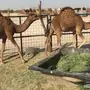 بكره وقعود حمر  وطيبه للي بيقنى 