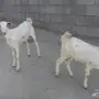 ثنتين من الجفير دفيع