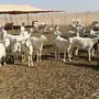 مراح غنم للبيع العدد 230 تحتها 60 