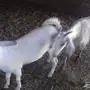 ثنتين من الجفير صنف
