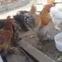 دجاج برهاما