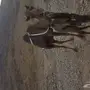 خلفه كفووو ياهل الحليب 