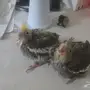 فرخين كروان غر