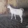 جفره جذعه دافع