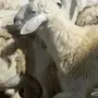 مشروع فحل حري صنف الصنف