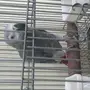 ببغاء كاسكو