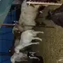 خروف نعيمي سدس  وحريات ثنتين دفيع 
