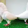 جوز بلجيكي ابيض صافي بفروخه