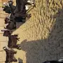 معزى عوارض للبيع مواليد ومضاريع للقناية 