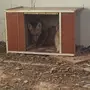 ثعل بري للبيع. 