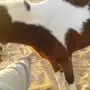 بونية انثى معسوفة وصغيرة 